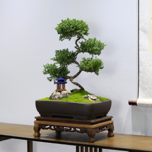 地柏盆景造型老桩植物办公室绿植真柏客厅室内桌面盆栽柏树好养