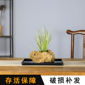 假山吸水石菖蒲盆景植物室内客厅办公室盆栽阳台绿植茶室中式摆件