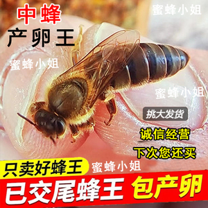 中蜂蜂王强群种王高产开产王阿坝活体土蜂广西广东产卵王产满脾王