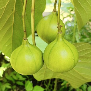 新鲜桐子果重庆野生自然生长油桐果疣果现摘现发桐子树果1斤包邮