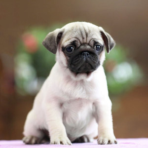 纯种巴哥幼犬短毛八哥幼崽小型沙皮狗小巴哥幼崽活体真哈巴狗宠物