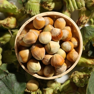 新鲜大榛子东北带皮水仁瓤带绿皮新货野生坚果生榛子