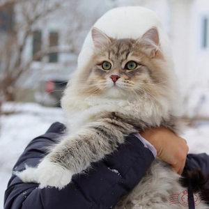 西森猫幼猫虎斑涅瓦色宠物猫低敏猫巨型赛级双血统缅因森林长毛猫