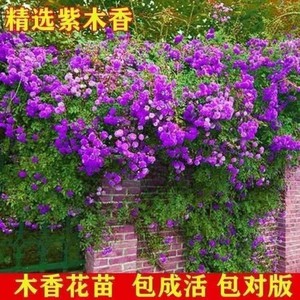 【四季开花】驱蚊木香花苗七里香爬藤植物盆栽阳台庭院攀援花卉