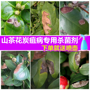 茶花炭疽病叶枯病杀菌剂桂花绣球花卉柑橘炭疽杀菌花药国光咪鲜胺