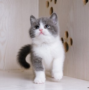 免费无偿领养矮脚蓝白猫咪活物英短蓝猫美短银渐层橘猫黑猫纯白猫