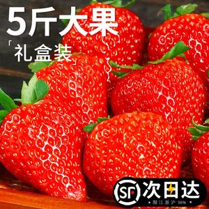 【顺丰空运包邮】攀枝花露天奶油草莓大果新鲜水果礼盒红颜奶油