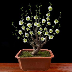 绿梅盆栽老桩盆景耐寒植物庭院阳台绿萼梅花地栽绿花原生梅花树苗