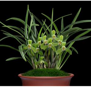 名贵兰花盆栽植物室内客厅春兰龙字带花苞花卉浓香好养极品兰花苗