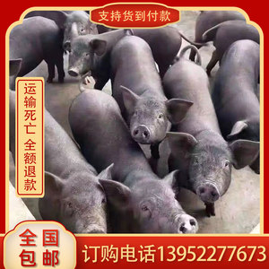 黑猪活猪出售小猪仔活苗农家散养黑土猪后备种猪养殖怀孕母猪猪精