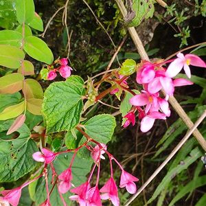 中药材一点血一滴血一口血一点红山海棠秋海棠小桃