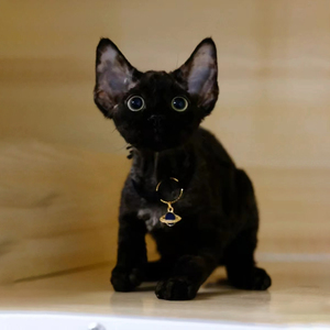 德文卷毛猫纯黑色不掉毛高智商猫舍纯种血统幼崽活体宠物