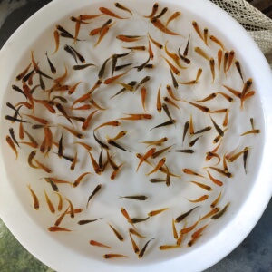 日本纯种血统锦鲤小鱼苗红白三色昭和绯写黄金招财淡水冷水鱼白写