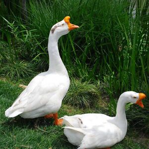 农家散养新鲜大鹅鹅肉鹅掌大白鹅冷冻东北笨大雁鹅现杀土老鹅肉整