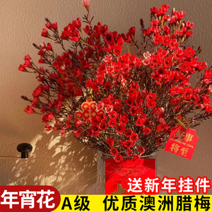红色澳洲腊梅年宵鲜花花束桌面客厅摆设云南基地直发插花送礼佳品