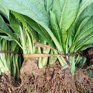 40颗1份正宗高州甜麦菜易栽苦麦菜广东菜麦菜秧苗四季种唛菜阳台