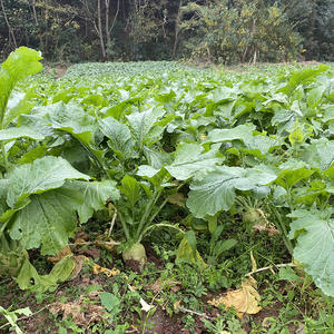 大头菜新鲜现挖芥菜疙瘩四川青菜头当季农家蔬菜9斤整箱包邮榨菜
