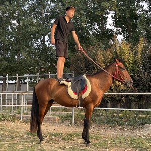 景区待客骑乘大型马进口宠物设特兰矮马个人骑乘德宝矮马养殖技术