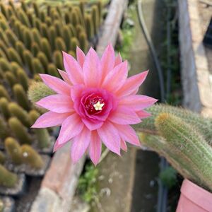 美丽杂交黄金纽开花彩舞柱美花仙人球仙人掌金玉兔多肉植物防辐射