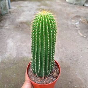 大凤龙仙人球小苗 实生仙人掌科籽播种子苗 仙人柱多肉植物小盆栽