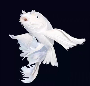 鲤鱼球体短身大鳍长尾冷水鱼锦鲤红色龙蝶鲤观赏鱼苗活体0人付款40