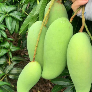 正宗海南象牙芒酸芒果新鲜水果5斤包邮酸脆生吃腌制小象牙芒青芒
