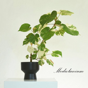 Mediolanium 欧式风格 陶瓷花盆 现代简约 创意个性设计 水培花器