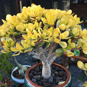 黄金花月锦玉树