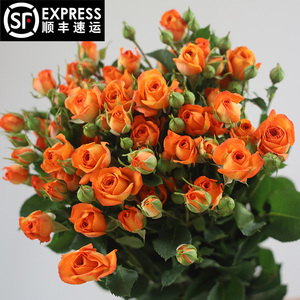 橙色芭比多头玫瑰鲜花云南基地直发梦幻芭比折射泡泡多头蔷薇水养