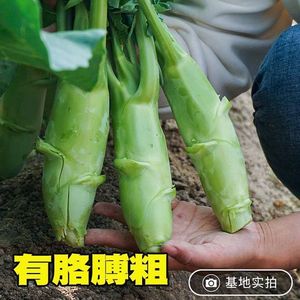 【不出包赔】广东鸡腿芥兰菜种子四季蔬菜种孑甜脆芥菜蔬菜种子