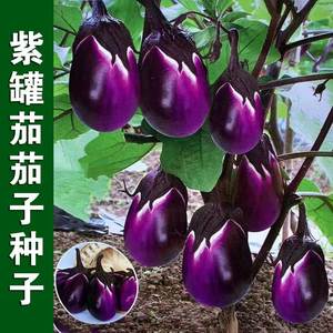 紫罐茄苗秧苗牛心茄子种苗高产本地茄子种子大全老品种蔬菜种籽幼