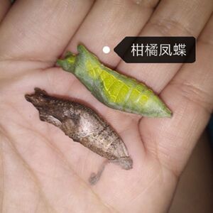 蝴蝶蛹可孵化认主无毒家养不怕人幼虫网红茧蛹柑橘凤蝶玉带凤蝶