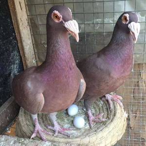 000人付款天猫观赏鸽信鸽活体鸽子仙女鸽大鼻子信鸽眼睛球农村放养土