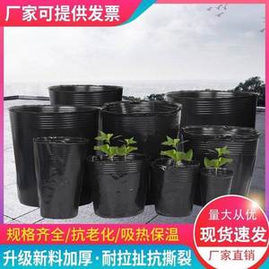 矮花盆室内种植园艺桉树苗育苗盘四十公分的营养袋大口径栽苗软皮