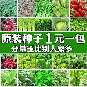 蔬菜种子四季播种阳台农家盆栽香菜菠菜生菜韭菜小葱草莓籽孑大全