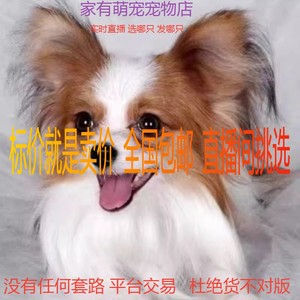 蝴蝶犬幼犬活体忠诚犬宠物狗狗可爱小型犬黄白黑白花家养狗狗幼崽