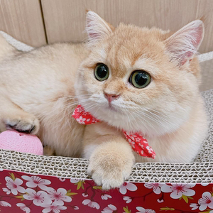 台州本地纯种英短金渐层宠物猫可爱温顺粘人小奶金色幼猫活体宠物