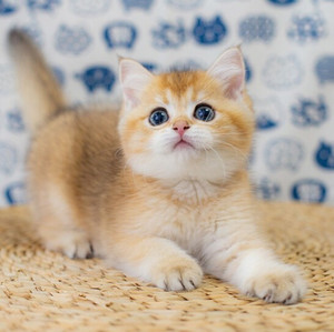 宁波本地纯种英短金渐层宠物猫可爱温顺粘人小奶金色幼猫活体宠物