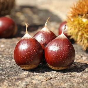 正宗毛粟锥子栗生新鲜锥栗锥粟小板粟圆椎粟毛锥形福建板栗特大果