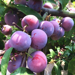 四川汶川晚熟脆红李树苗嫁接李子苗南方北方种植盆栽地栽果树高产