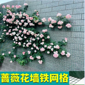 蔷薇爬藤网月季花墙架网格植物种植网铁艺钢丝上墙面固定靠墙花架