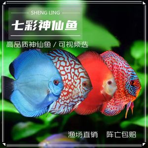 七彩神仙鱼15年老店20多个品种观赏鱼淡水鱼热带鱼财神鸽子松石