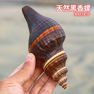 天然海螺贝壳稀有黑香螺鱼缸造景装饰品家居收藏标本橱窗招财摆件