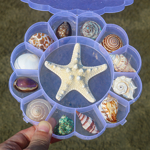 天然海螺礼盒贝壳海星标本礼盒儿童海洋生物科普材料幼儿园礼物