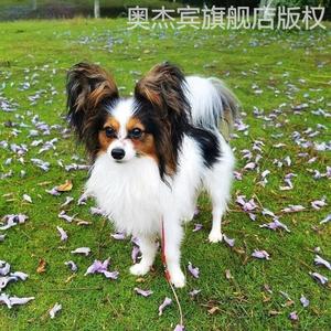 蝴蝶犬幼犬黄白蝴蝶犬黑白蝴蝶犬可爱长毛狮子狗小型家养宠物狗狗