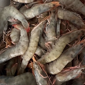 新鲜海捕红尾虾