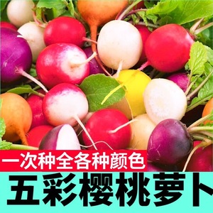 五彩樱桃萝卜种子红黄白紫青萝卜拇指凤梨水果萝卜种子籽四季盆栽