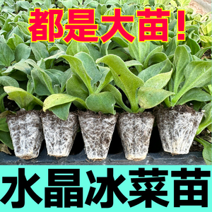 台湾大叶水晶冰菜苗秧蔬菜种子更大冰粒多茬采收蔬菜高产一年四季