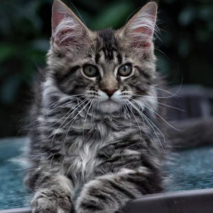 纯种缅因猫活体俄罗斯库恩宠物幼猫烟灰黑棕虎缅因巨型赛级长毛猫