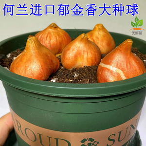 何兰进口十颗郁金香大种球花卉盆栽土培水培种籽子带花苞百合种球